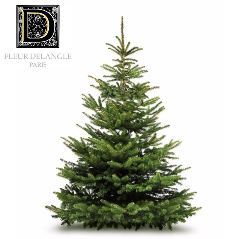 Sapin Epicea