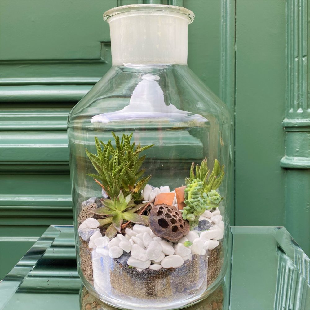 Le terrarium