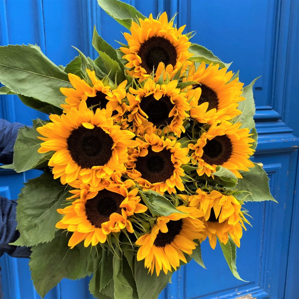 Les fleurs du soleil