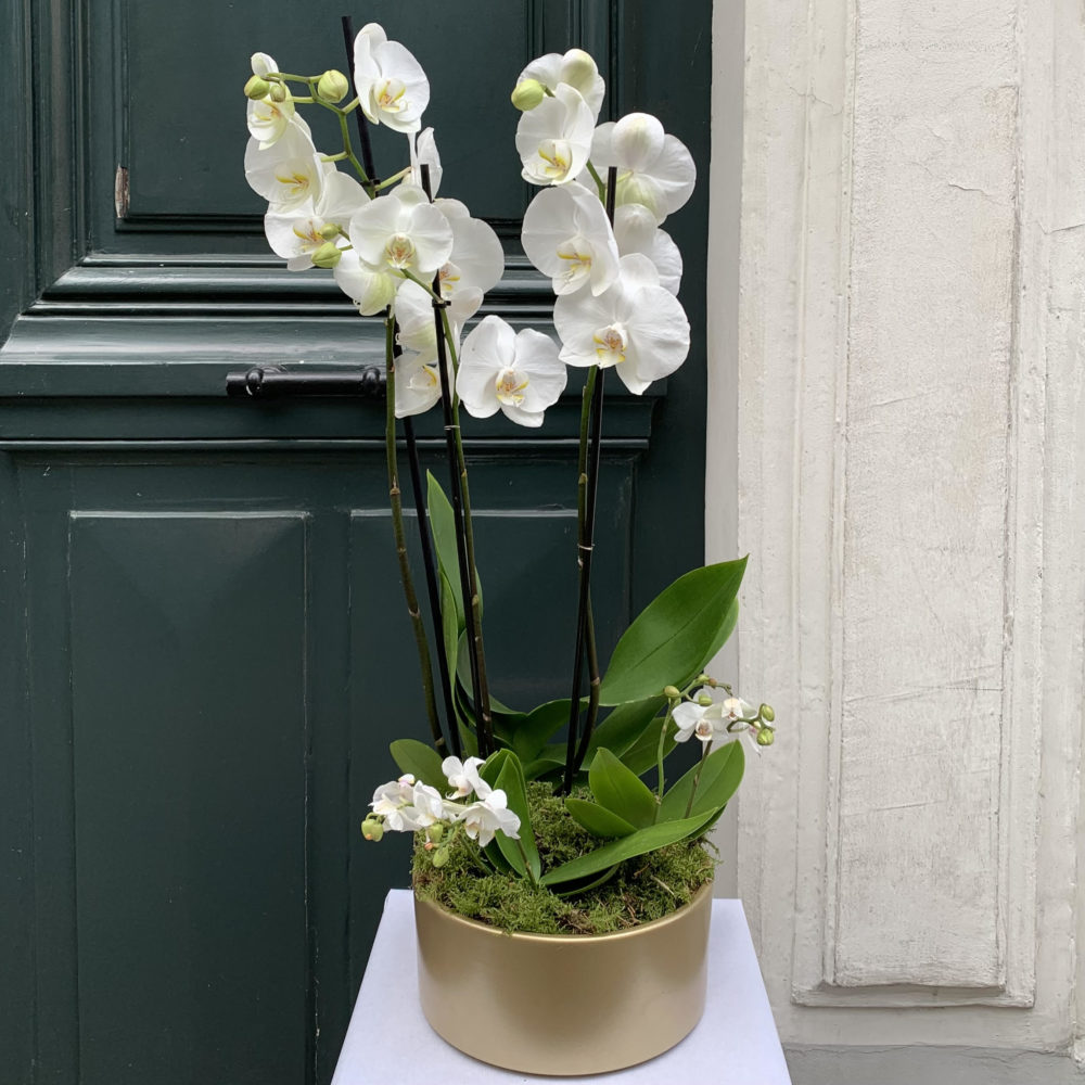 Orchidée