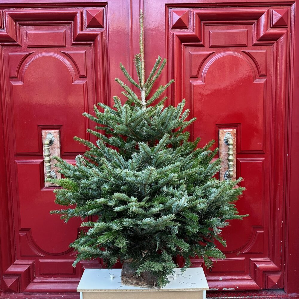 Sapin Nordmann