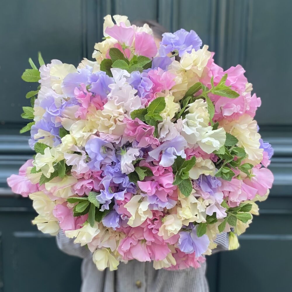 Sweet pea