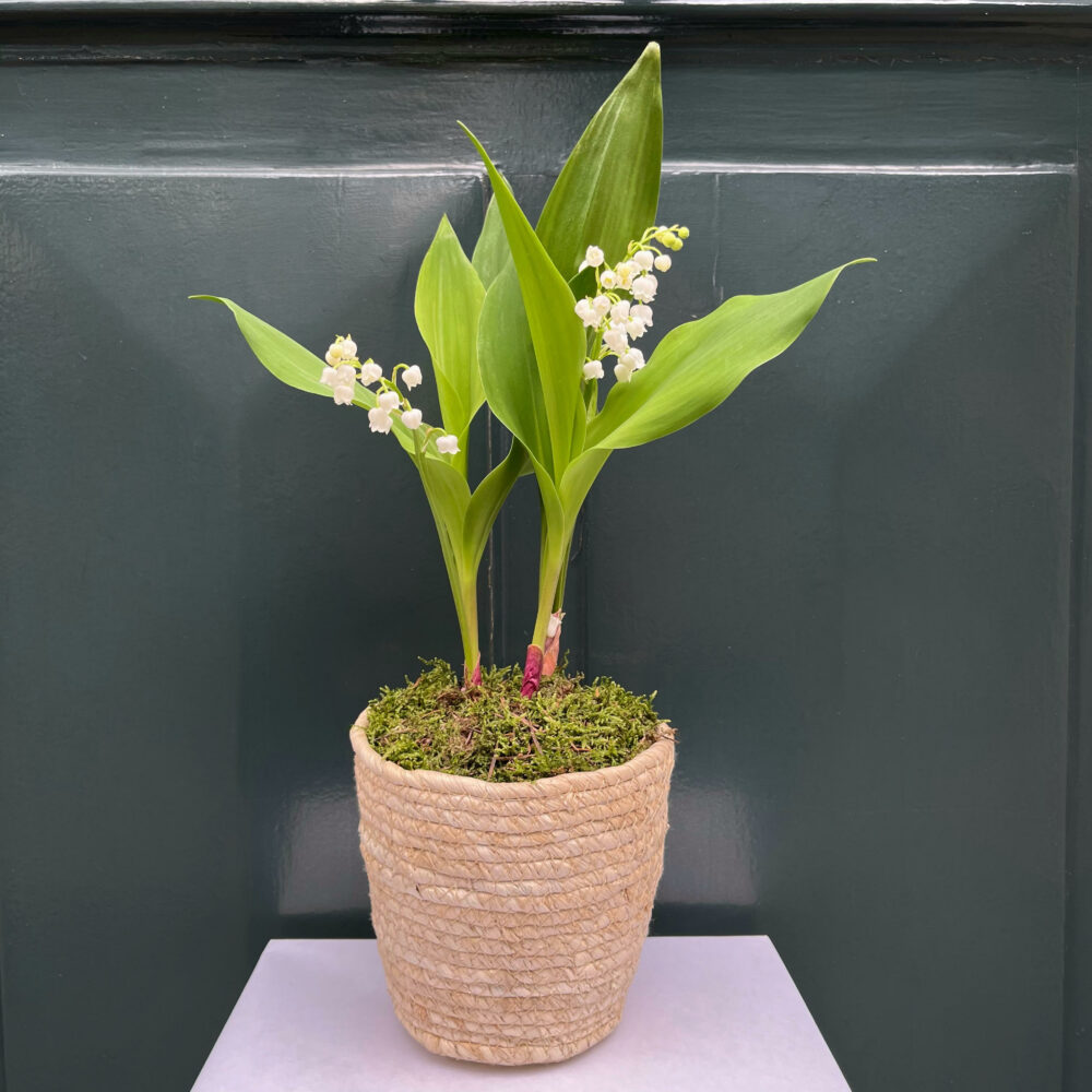 Le Muguet