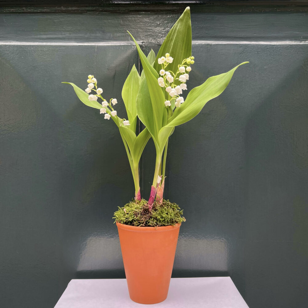 Le Muguet 3 griffes