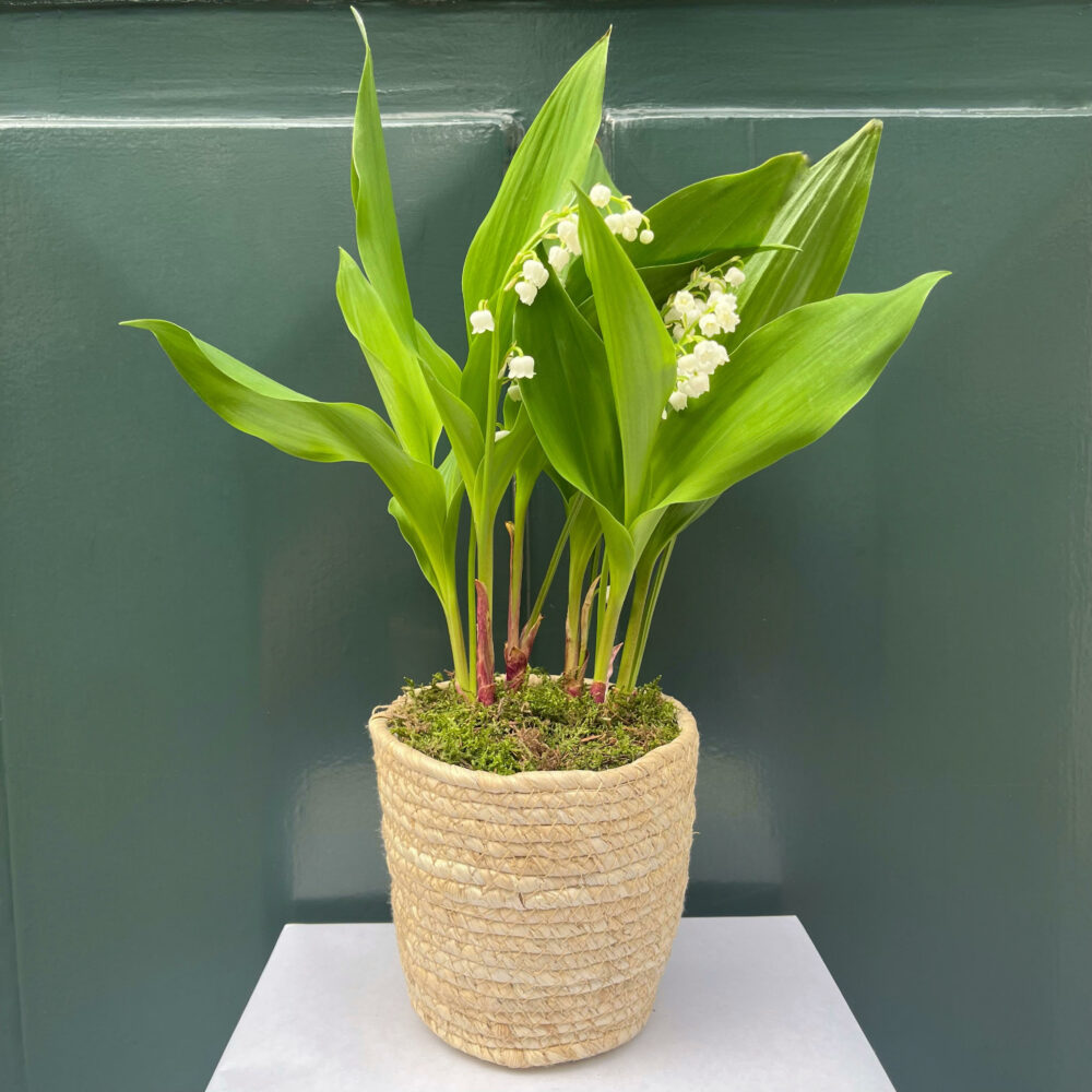 Le Muguet 5 griffes