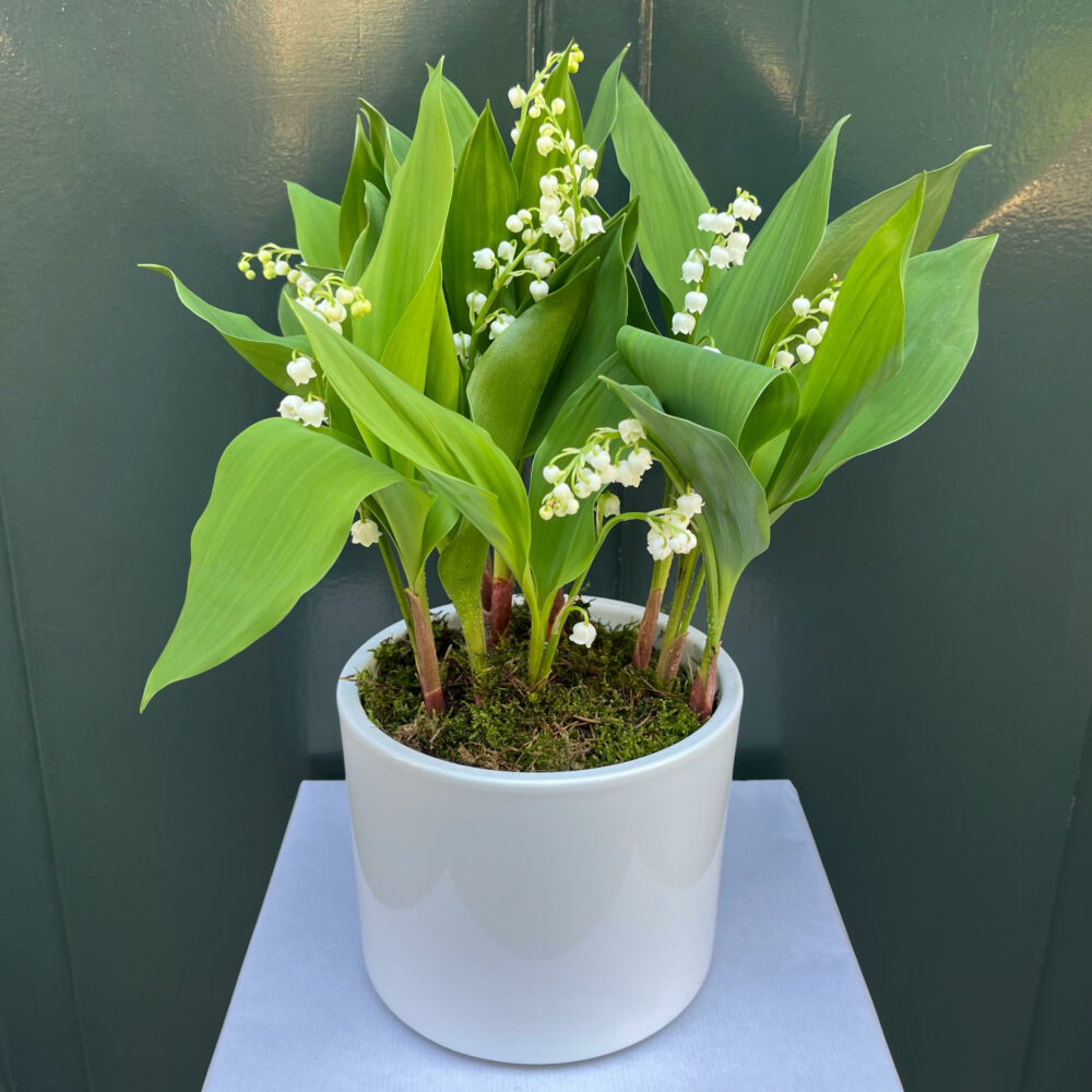 Le Muguet 7 griffes