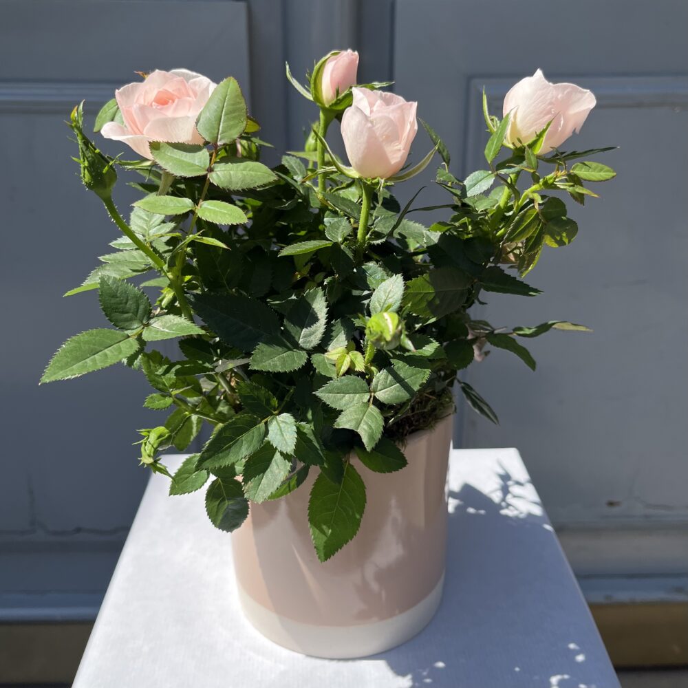 Plante d'Amour
