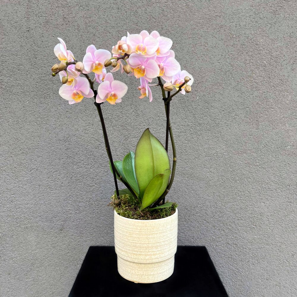 Orchidée