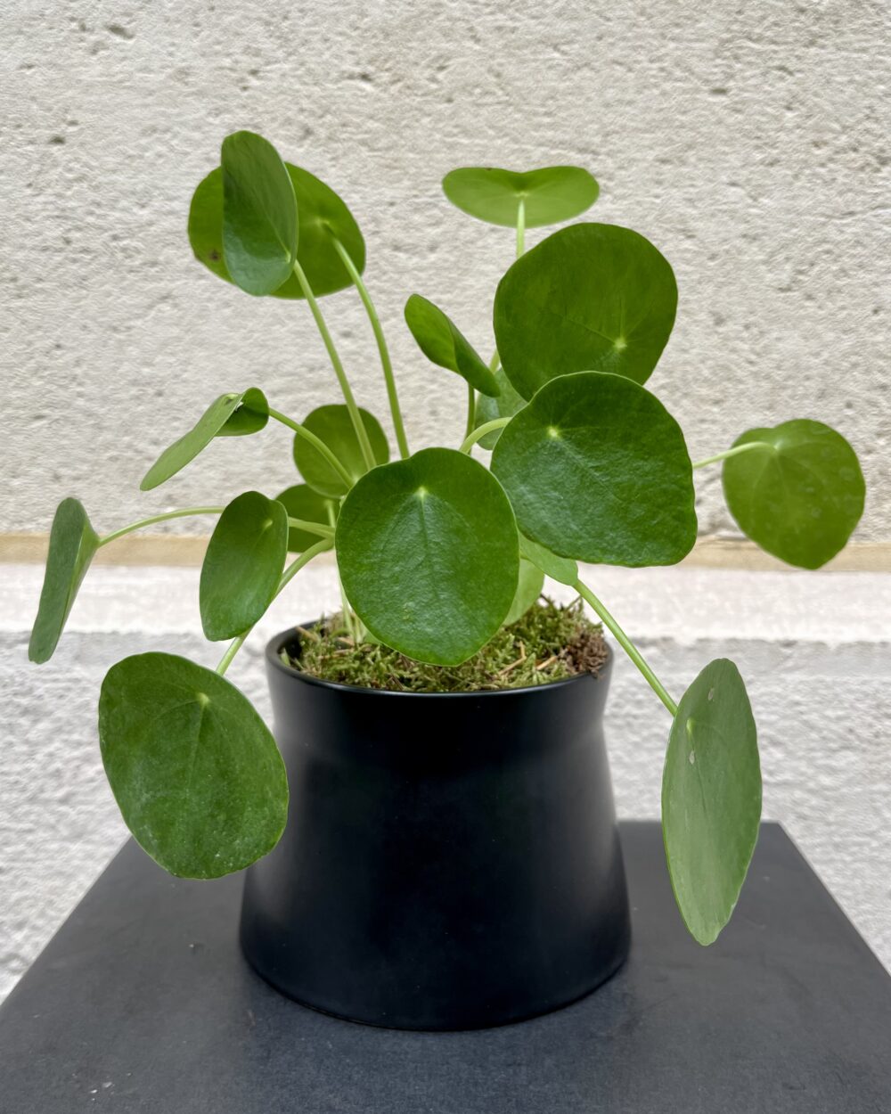 Pilea
