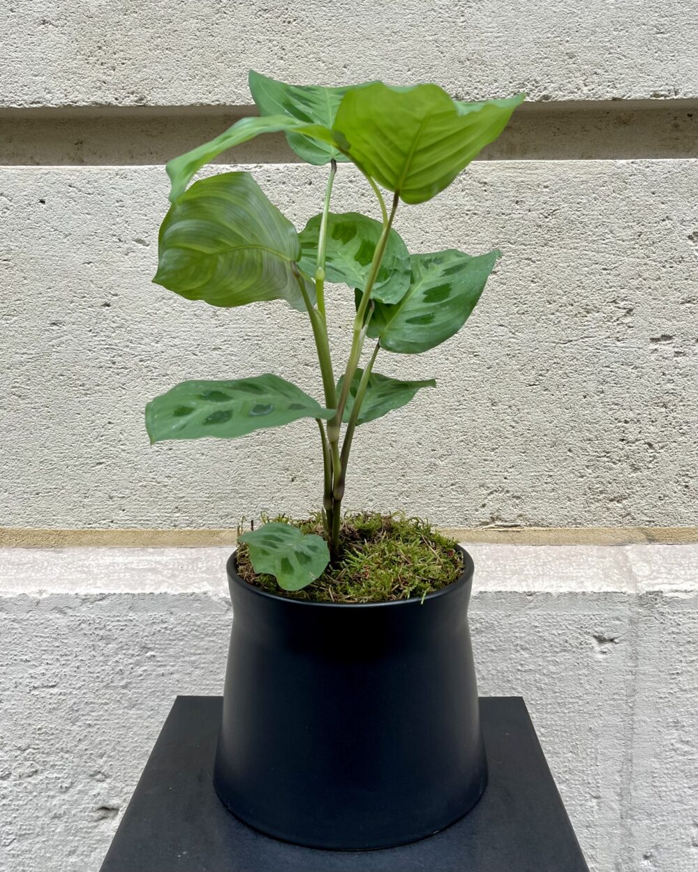 Maranta