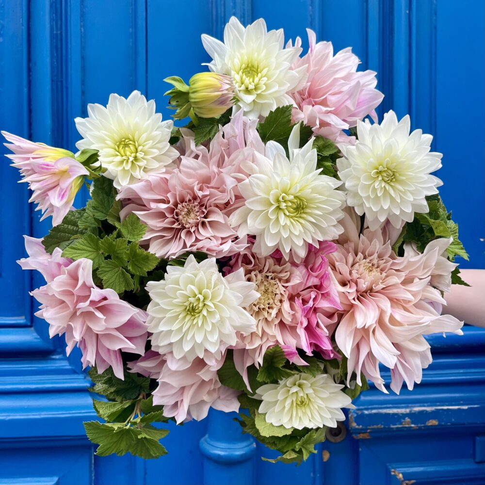 Bouquet de dahlias