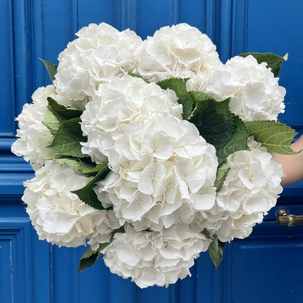 Bouquet d'hortensias
